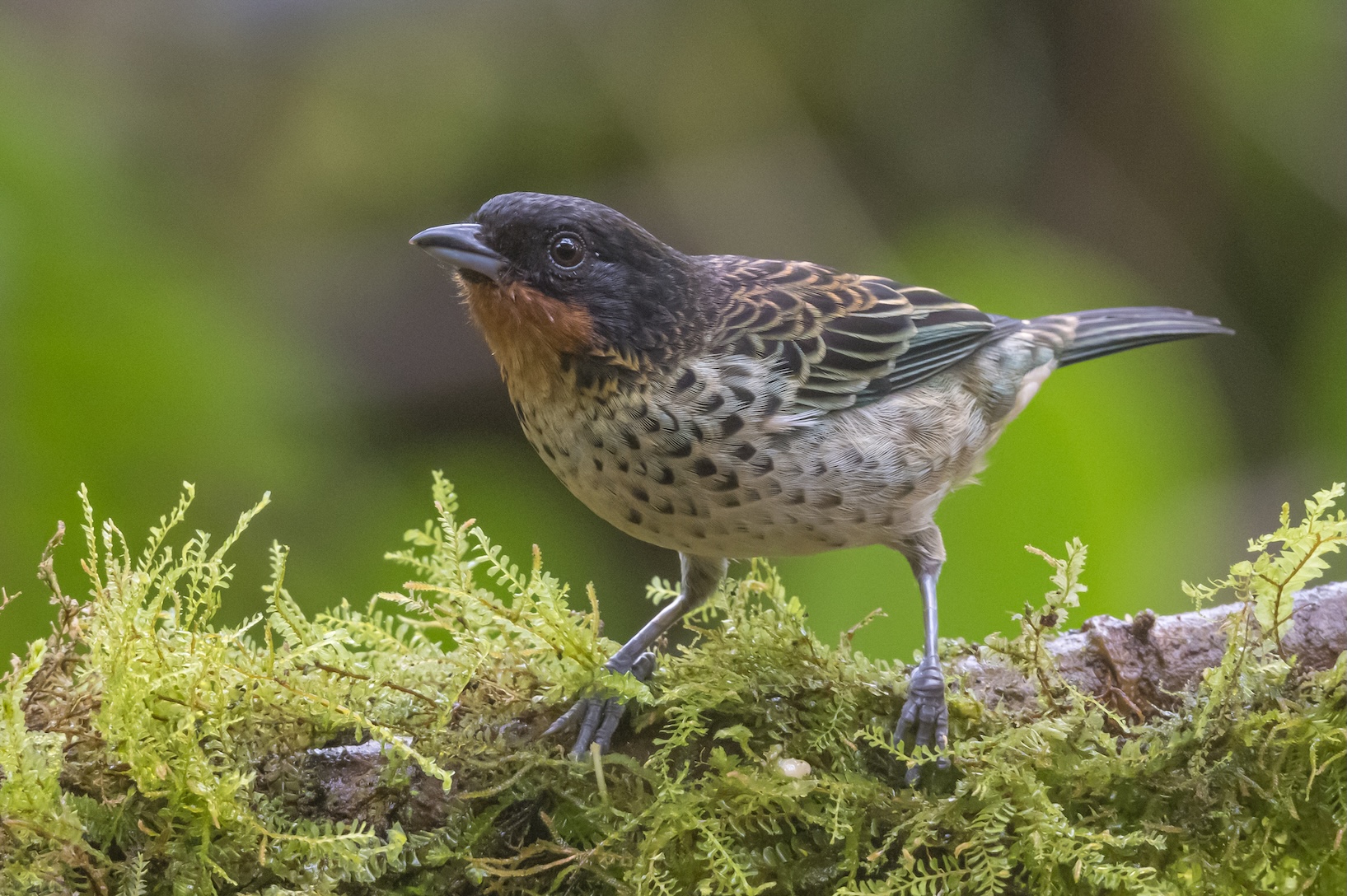CHOCÓ FOOTHILLS - BIRDING ESCAPE 3D-2N